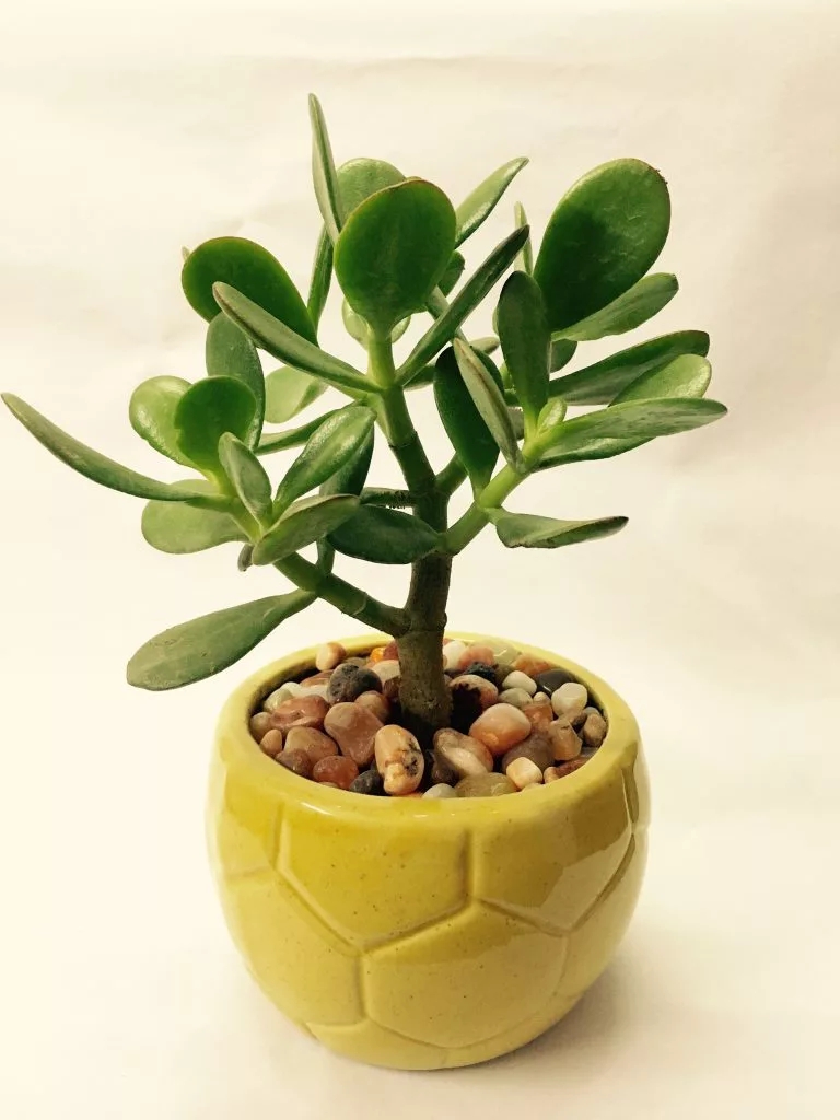kuberkashi plant